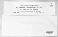 Coryneum vogelianum image